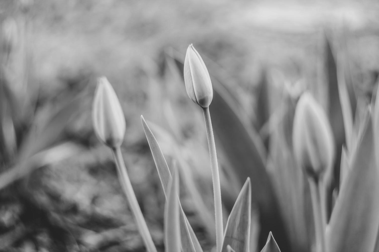 Close-up of delicate flower arrangement showcasing intricate petal details and natural textures