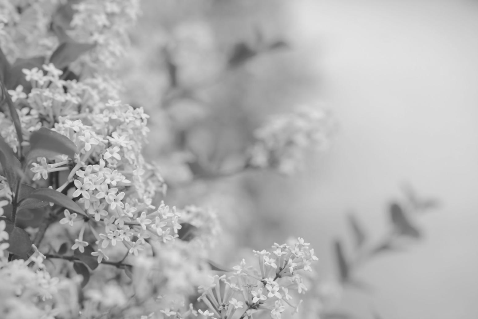 Professional floristry workspace showing various tools and fresh flowers arranged for learning
